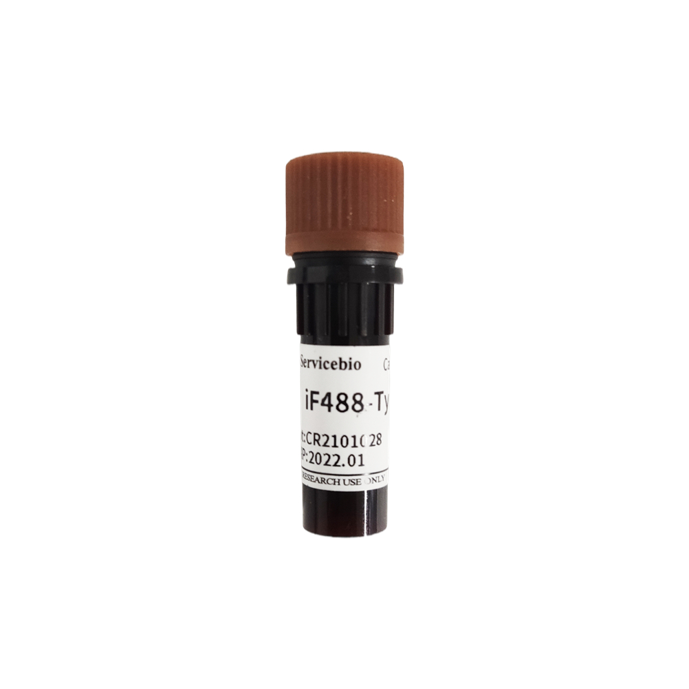 IF555-Tyramid-Tyramid-Signal-Amplifikation Immunhistochemie-Reagenzien