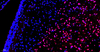 TMR Red Tunel Zell Apoptose Erkennungskit für Paraffinabschnitt Gefrorene Gewebeabschnitt Zellen Slide Zellenabstrich
