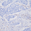 Anti -CD31 Kaninchen-PAB-polyklonaler Antikörper