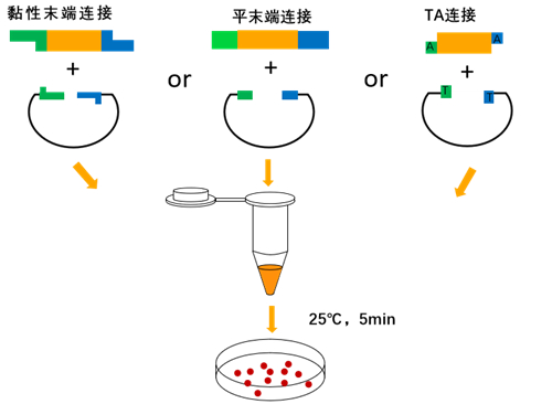 T4-DNA-Ligase 5 U / μl für DNA-Anschluss-Molekularbiologie-Reagens
