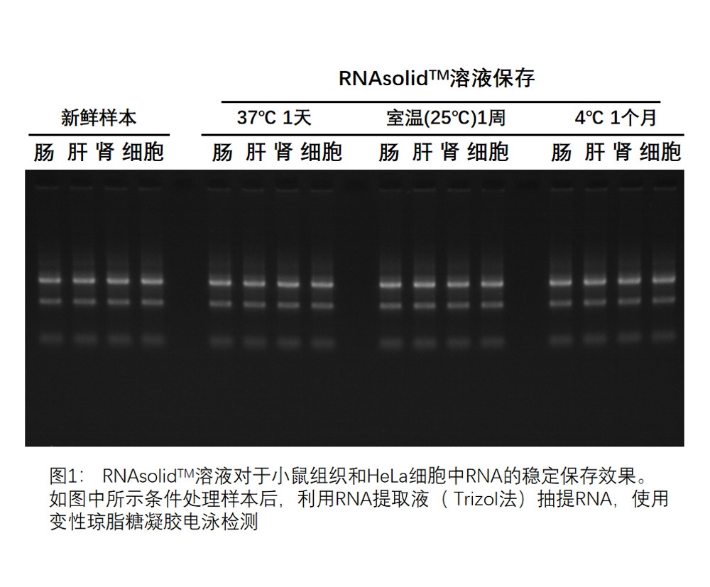 RNA-Massivgewebe-RNA-stabile Konservierungslösung für Nukleinsäure-Extraktionsreagenz