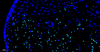 CF488-Zell-Apoptose-Erkennungs-Kit TDT vermittelte DUTP Nick End-Kennzeichnung