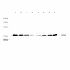 GB11559 polyklonaler Antikörper Anti-BDNF-Kaninchen-PAB