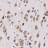 Anti-Neurotensin-Kaninchen-PAB für WB IHC, wenn ein polyklonaler Antikörper