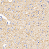 GB11226-1 Anti-Myelin Basic Protein Kaninchen PAB