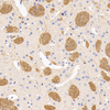 GB11226-1 Anti-Myelin Basic Protein Kaninchen PAB