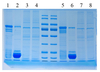 100ml 5 x SDS-PAGE-Protein-Ladepuffer (geruchslos, reduzierter Typ)